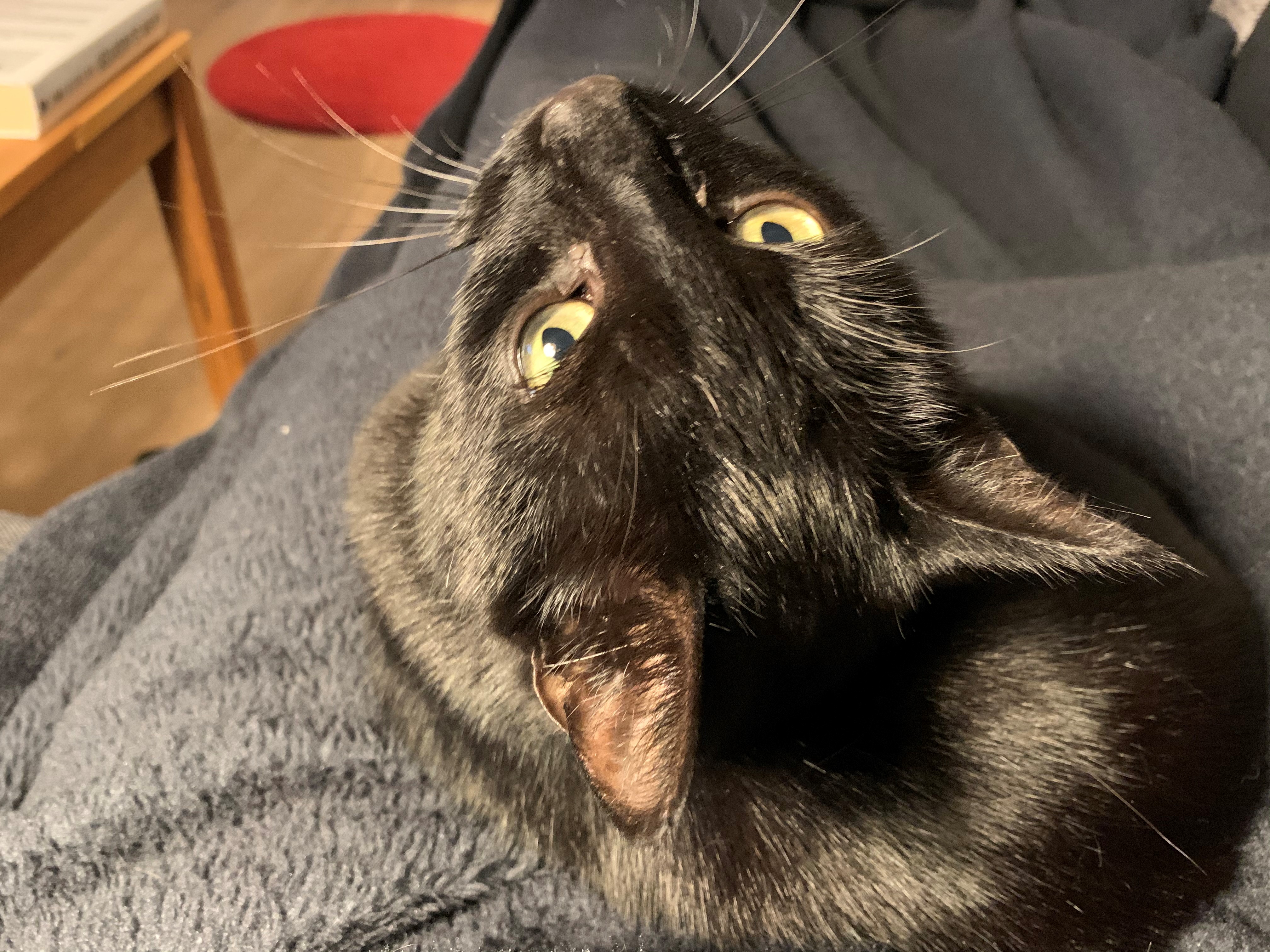 Inge Lisberg Johansen